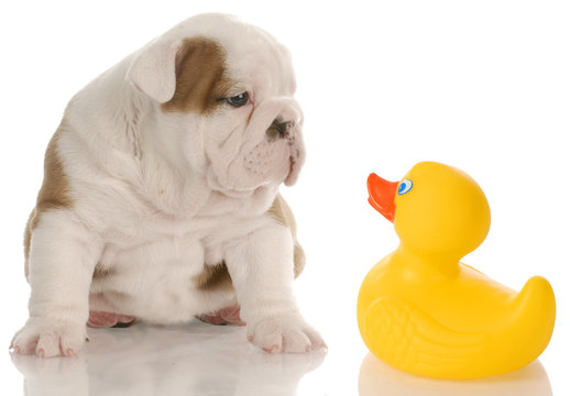 bath time - bulldog puppy sitting beside a rubber duck