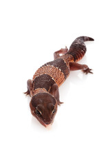 African Fat-tailed Gecko