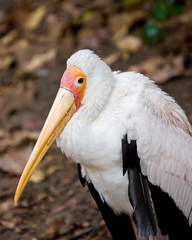 Yellow-billed stork