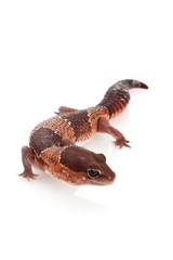 African Fat-tailed Gecko