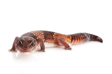 African Fat-tailed Gecko