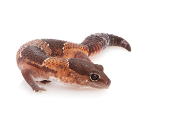 African Fat-tailed Gecko