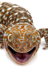 Tokay Gecko