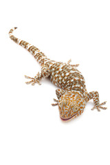 Tokay Gecko