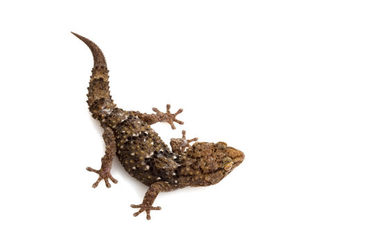 Bibron&iexcl;&macr;s Gecko