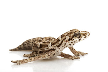 Viper Gecko