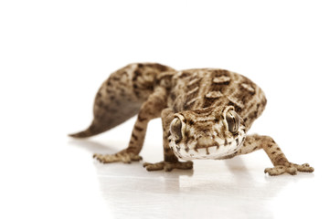 Viper Gecko