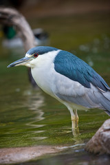 Black-crowned Night heron