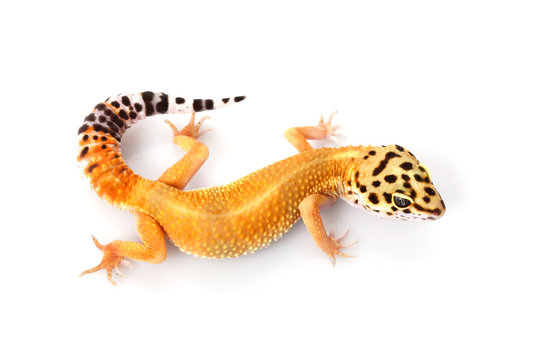 Leopard Gecko