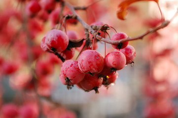 A branch of crab apple tree with bunch of ripe red fruits