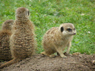 OLYMPUS DIGITAL CAMERA © bnorbert3