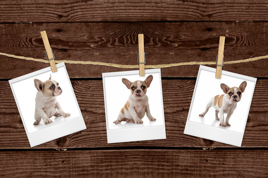 Pictures Hanging on a Rope of an Adorable Puppy