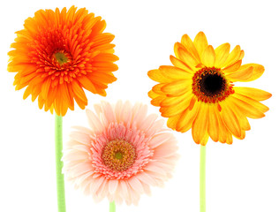 gerberas couleurs fond blanc