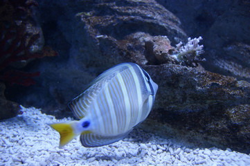 Peces 2