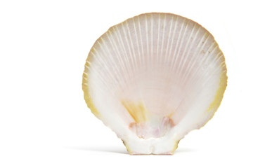 Seashell