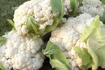 Choux-fleurs