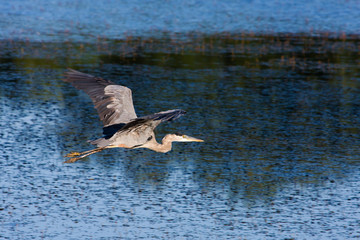 Great Blue Heron Flying.