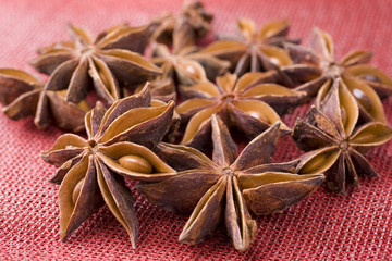Anise on Pink