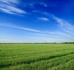 green fresh field under a blue sky