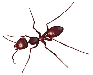 ant