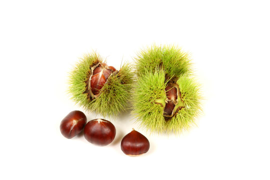 Fresh Chestnuts