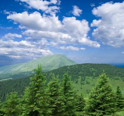 Obraz premium mountain forest under a blue sky
