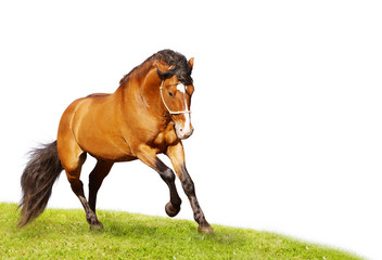 beautiful stallion galloping