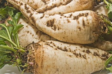 Remolacha azucarera 11