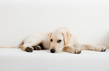 Cute labrador dog