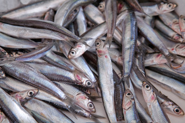 Obraz premium Catch of the day