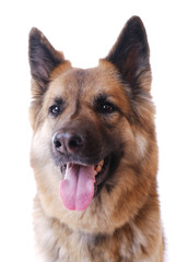 Schäferhundmischling