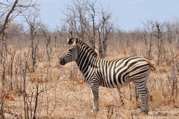 Fototapeta na wymiar plains zebra in Kruger national park,South Africa