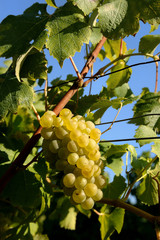 Grappe de raisin blanc dans le Sud Ouest.