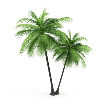 Green palm on a white background.
