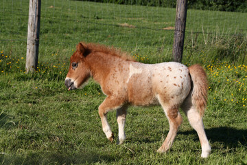 Obraz premium Mini-Shetland-Pony