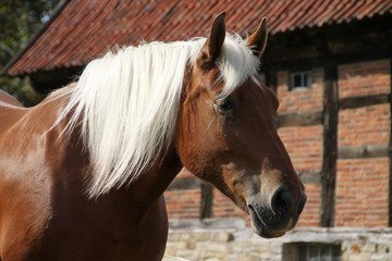 Obraz premium Schwarzwälder Kaltblut