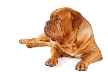 Obraz premium French Mastiff