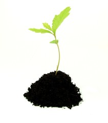 Young oak tree sprout growing in soil