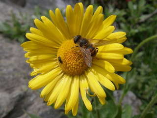 Bee