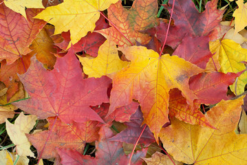 Naklejka na ściany i meble fall foliage background