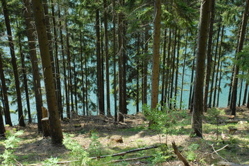 Obraz premium Uferwald