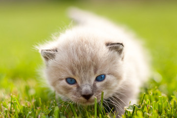 White kitten on a green lawn
