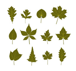 leaf collection