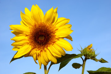 Sunflower (Sunflower on a blue sky background)