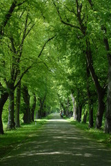 Obraz premium Alte Allee