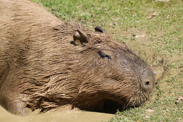 Wasserschwein im Schlammbad