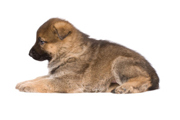 laying sheep-dogs puppy isolated over white background