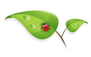 Ladybird on plant © isyste