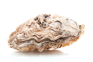 Oyster