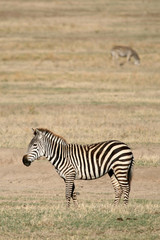 Fototapeta na wymiar Zebra - Ngorongoro Crater, Tanzania, Africa